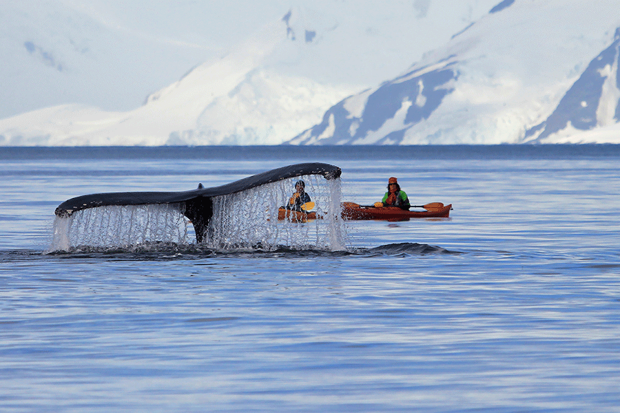 Antarctic whale