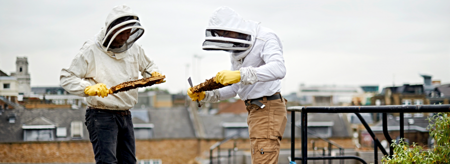 Black Bee Honey