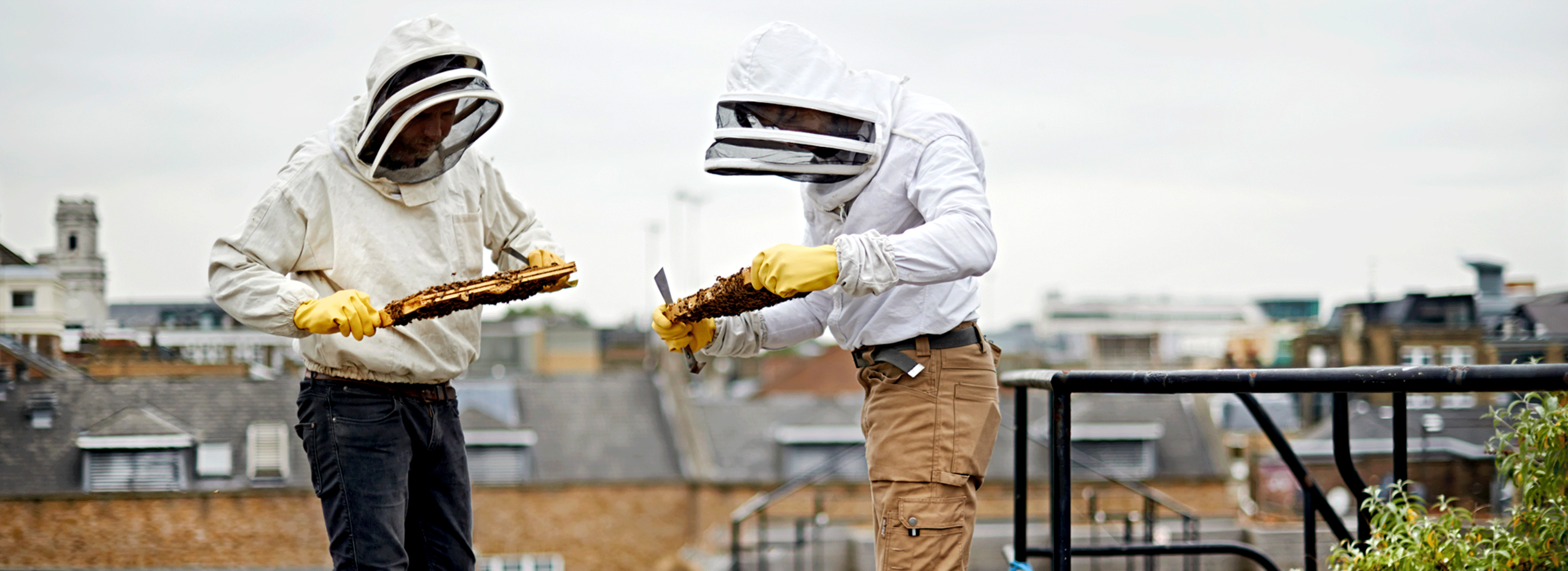 Black Bee Honey