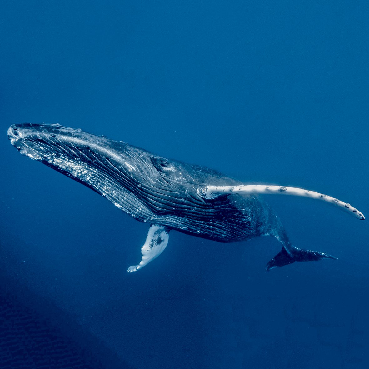 Eco Focus: A Whale of a Time - Fabric Magazine