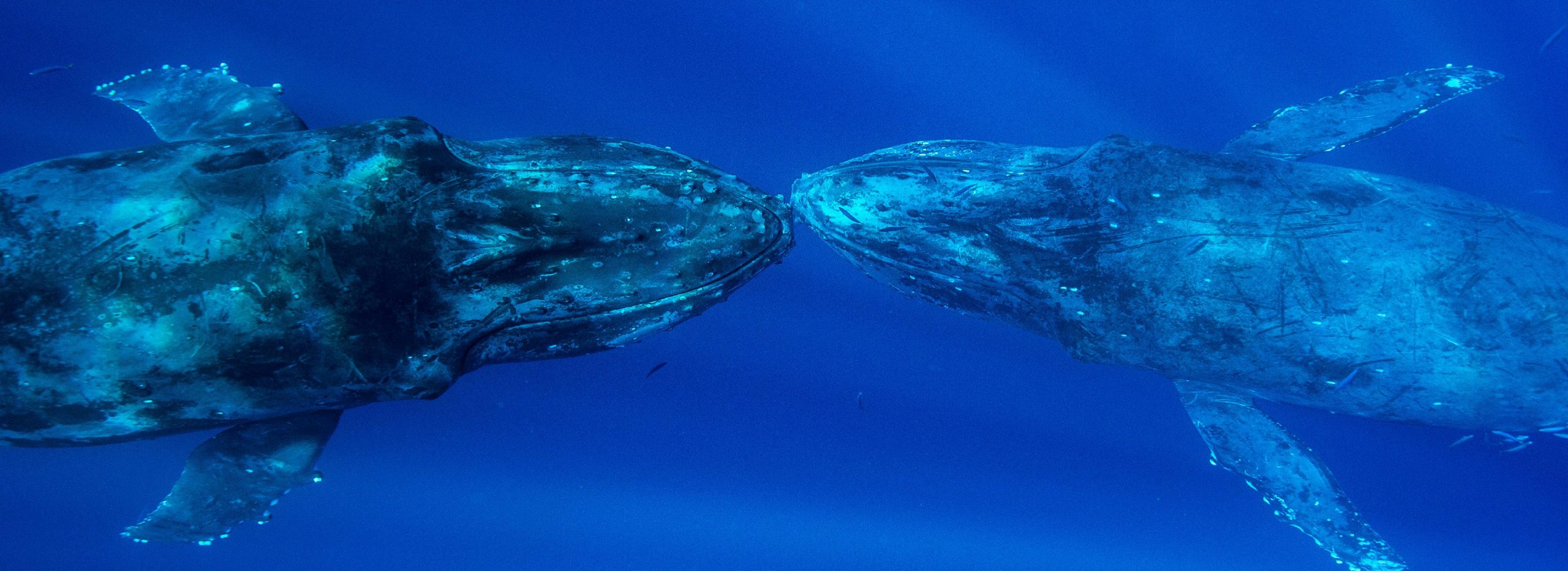 Ritz-Carlton Kapalua Maui Whale Trust