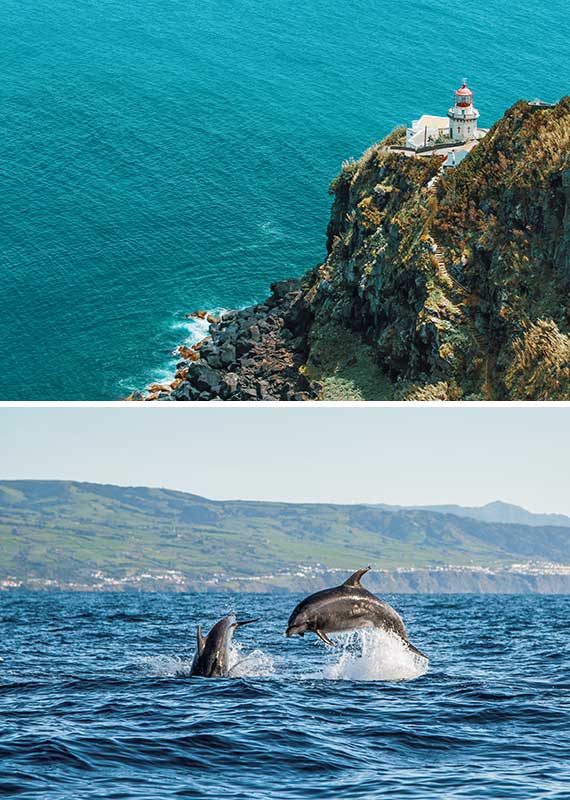 Azores Whales