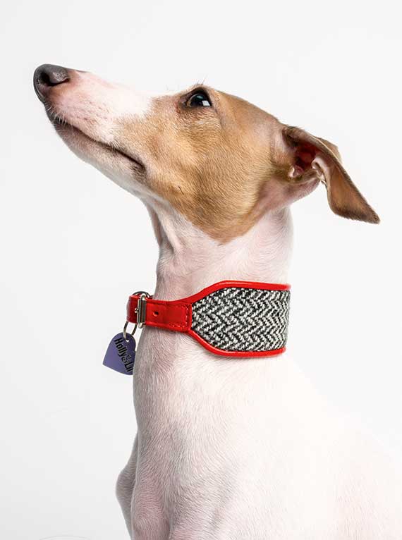 Harris Tweed dog collar Charley Chow